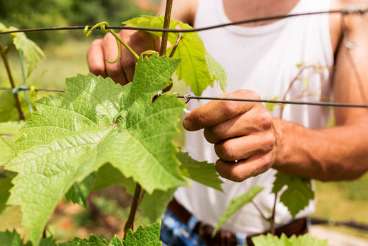 Hands guiding green grapevine leaf on wire in vineyard for trumpet vine planting