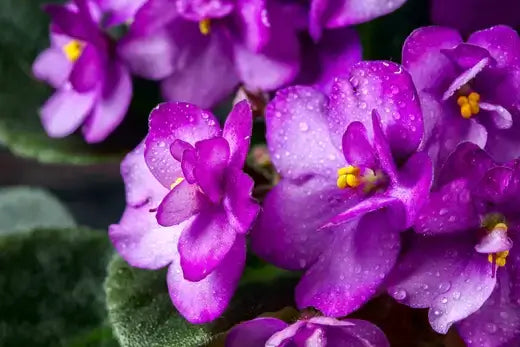Vibrant purple African violet flowers with dewdrops, best indoor pollinator plants