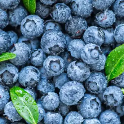 Fresh blueberries with dewdrops and green leaves for home growing