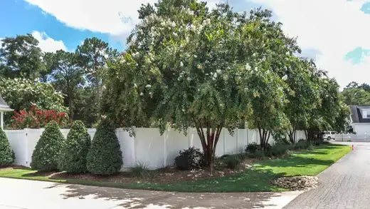 Lush green tree with white blossoms lining suburban driveway for home garden