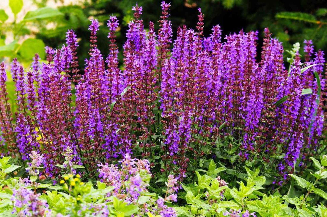Vibrant purple salvia mature blooming perennial flowers over green foliage