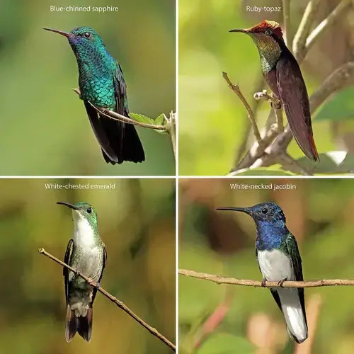 Blue-chinned sapphire hummingbird with iridescent teal black plumage