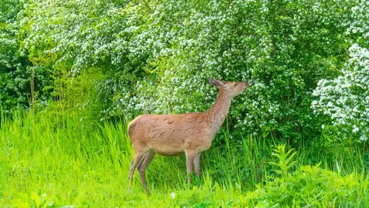 Brown deer in lush green field of wildlife landscape attracting native wildlife