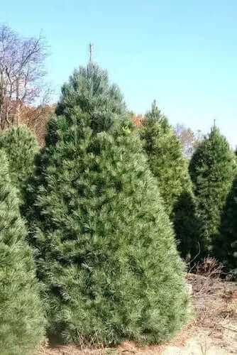 Dense green conical pine tree ideal for yard privacy
