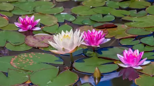 Pink and white water lilies bloom among green lily pads in tranquil pond