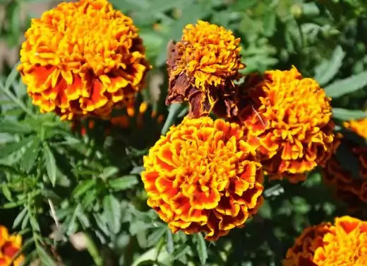 Vibrant orange marigolds with ruffled petals control insects