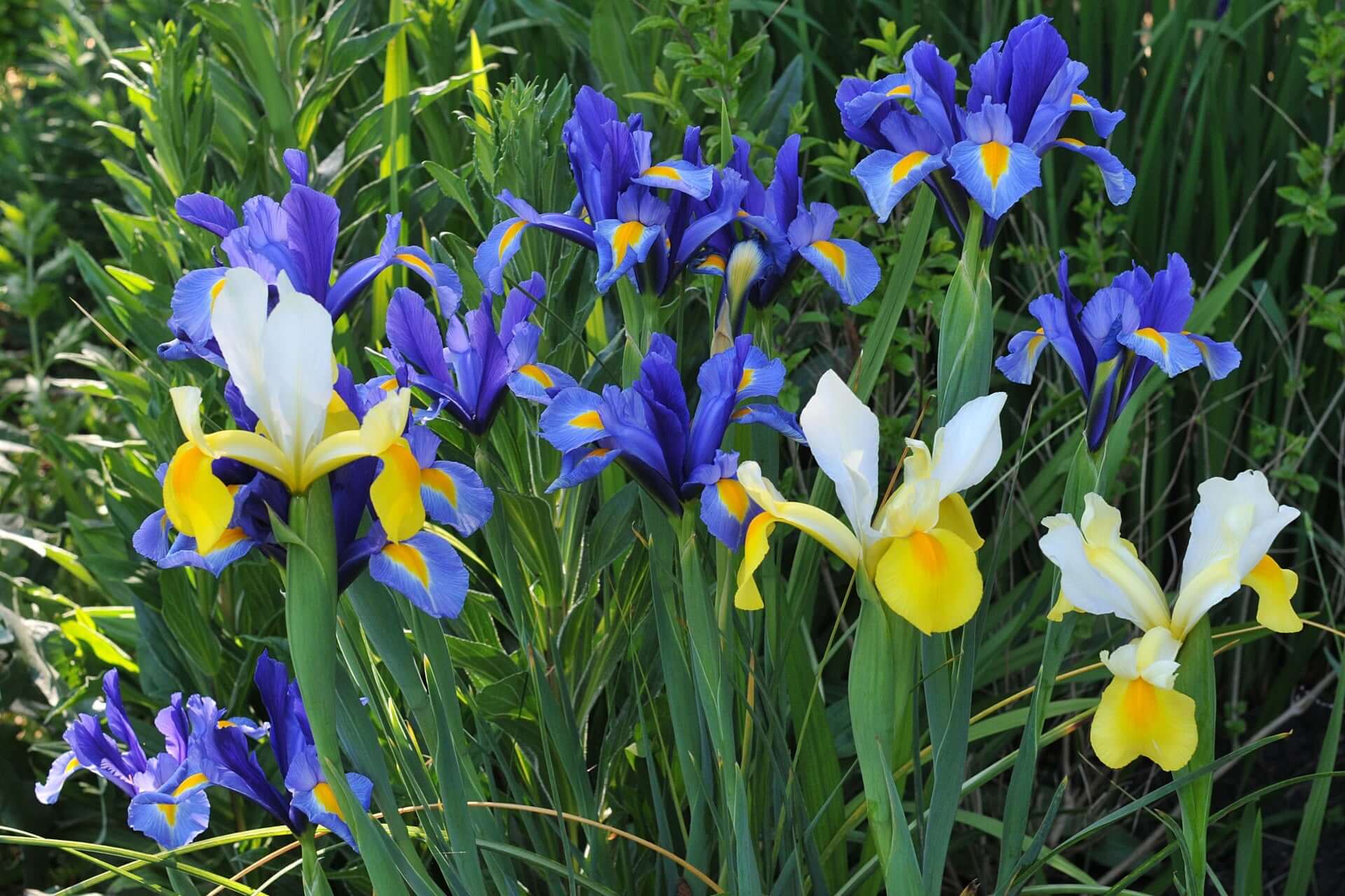 Vibrant blue and white Dutch Iris Rainbow Collection with yellow centers in lush green foliage