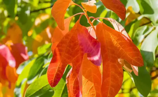 Vibrant orange pink sassafras maple leaves veined in sunlight amid green foliage