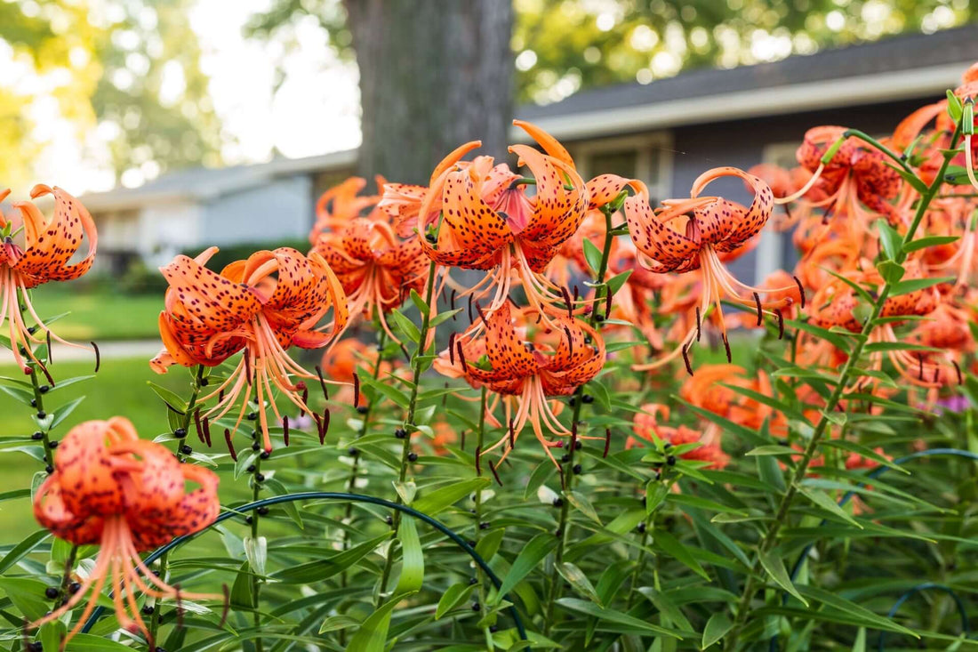 Vibrant tiger lilies with dark spots and drooping petals for landscaping