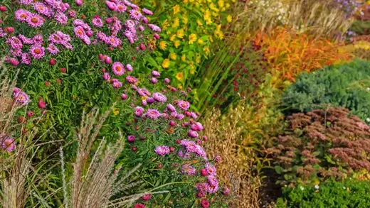 Vibrant fall perennial garden bed with pink asters, golden grasses, rust foliage