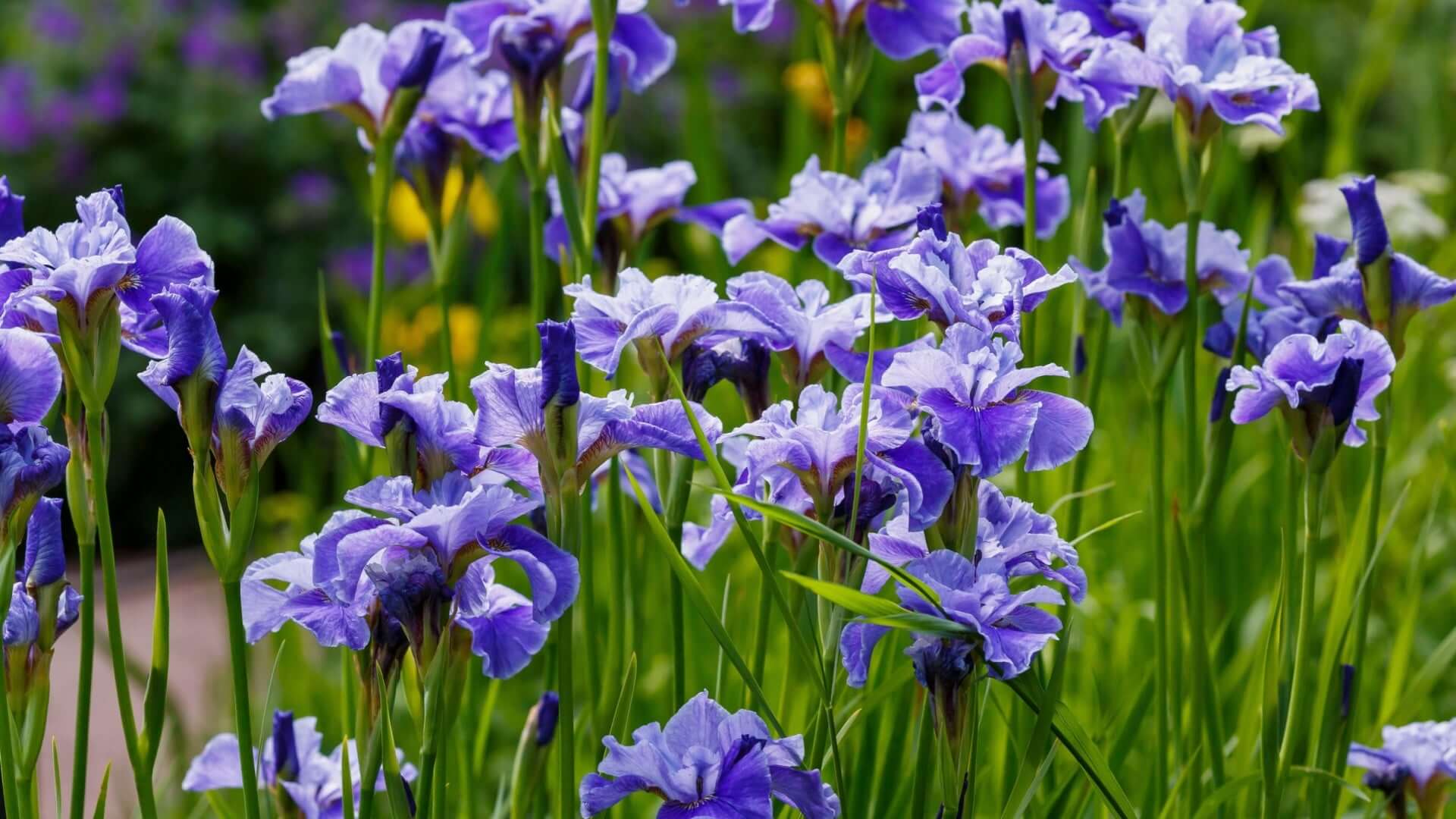 Vibrant Siberian iris with purple layered petals on green stems in garden