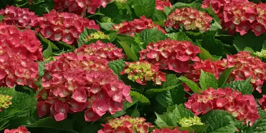Vibrant pink hydrangea blooms with lush green leaves, TN best seller