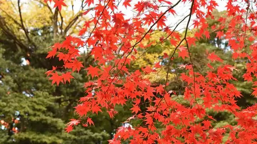 Vibrant scarlet red maple leaves on slender branches from TN Nursery