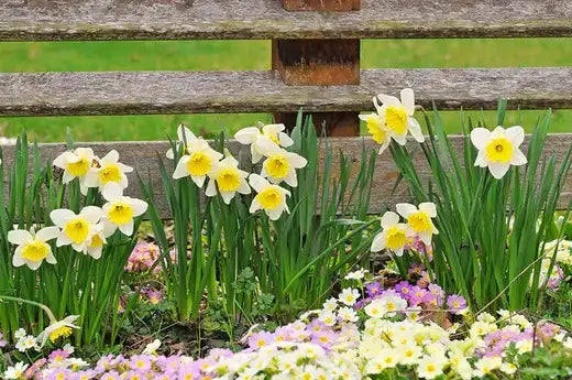 White daffodils bloom with pink purple flowers by rustic fence in garden