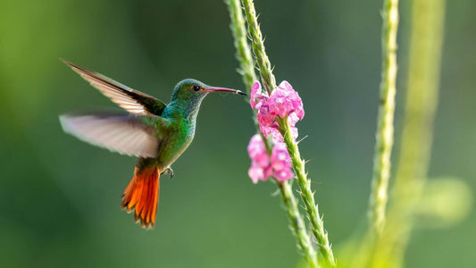 Vibrant green orange hummingbird hovers by pink flowers in garden meadow design