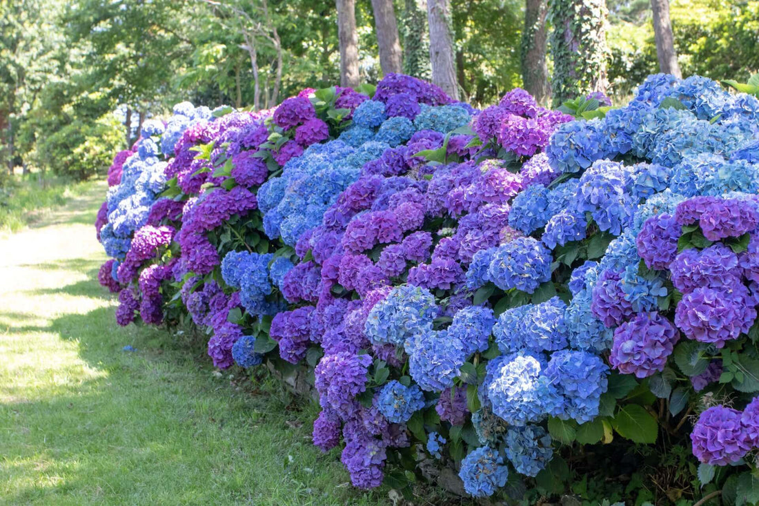 Vibrant hydrangea bush with deep purple to soft blue blooms in Marvelous Garden Shrubs