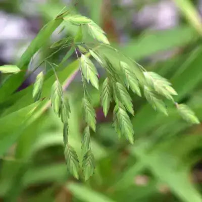 River oats green seed heads with pointed tips on thin stems, blurred foliage background