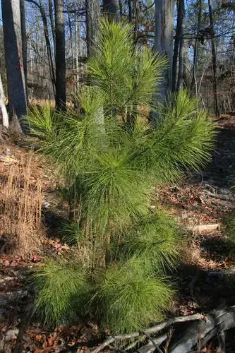Vibrant young Loblolly pine tree with slender needles in wooded area