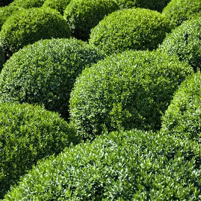 Lush spherical green boxwood hedges in evergreen garden display