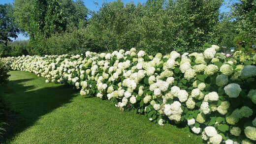 Lush white hydrangea hedge on green lawn in sunlight