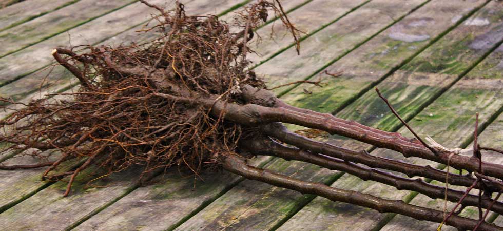 Why Plant Bare Root Trees During the Dormant Season?