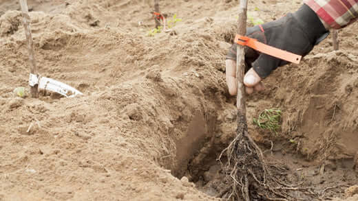 Basics About Bare Root Plants | Information - TN Nursery