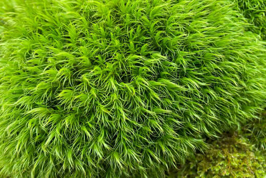 Vibrant Broom Forkmoss with feathery green filaments in plush texture