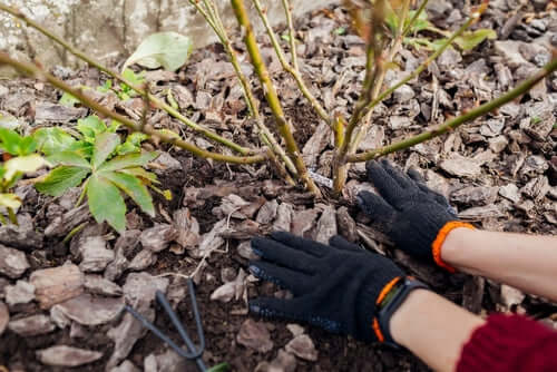 Black gardening gloves with orange trim for fall gardening tasks