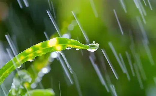 Vibrant green rain garden tree leaf with glistening water droplet in rain