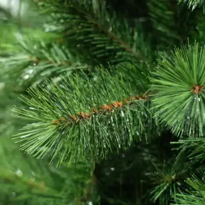 Shortleaf pine fresh green needles with spiky tips and brownish center