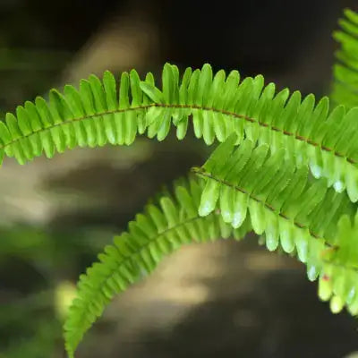 Vibrant green small fern fronds for shade with feathery texture