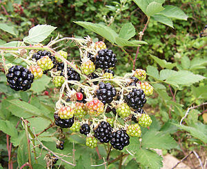 Cluster of ripe unripe blackberries with red ladybug in raspberry blackberry article