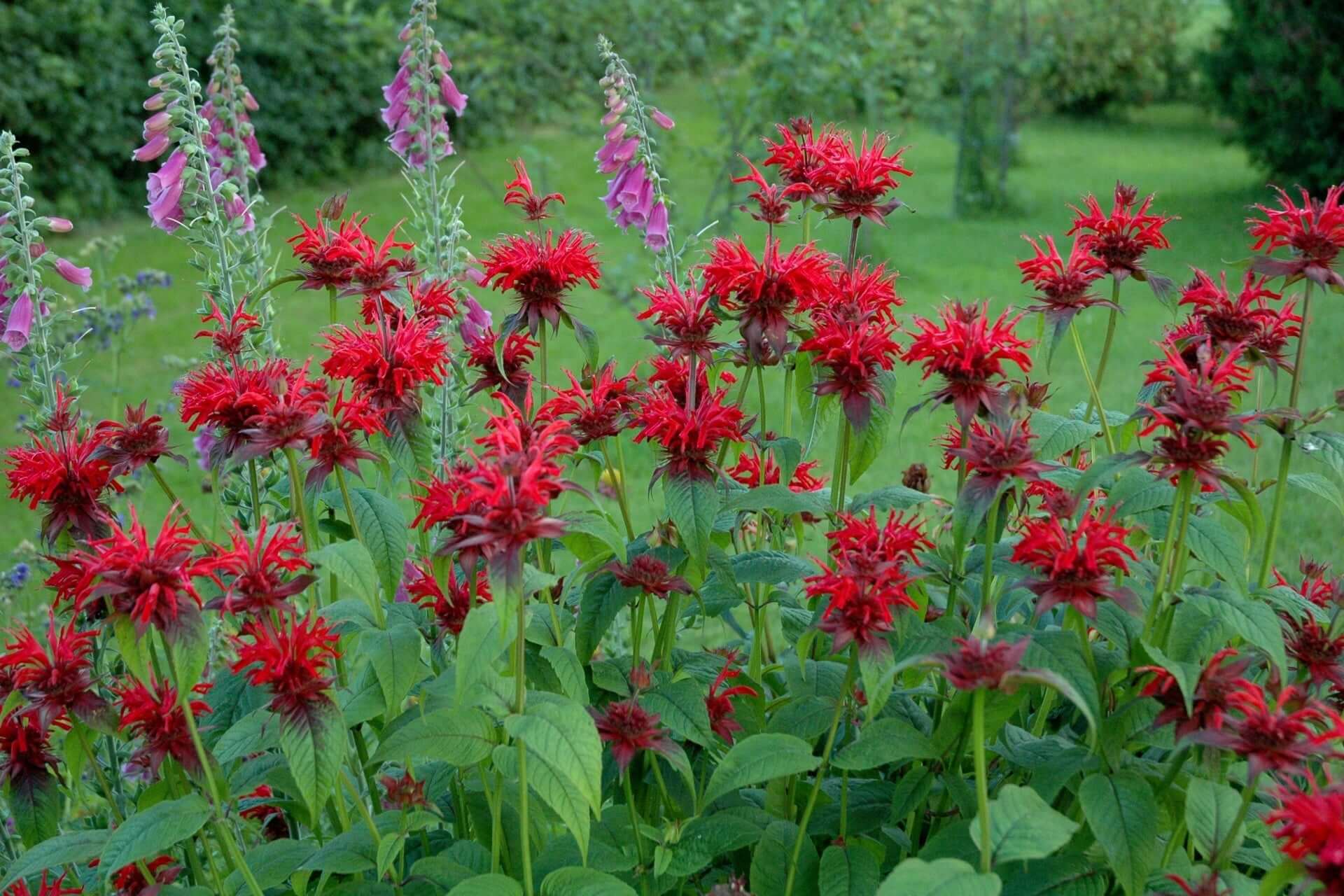 Vibrant red bee balm flowers and tall purple foxgloves attract pollinators