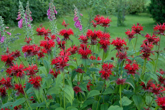 Vibrant red bee balm flowers and tall purple foxgloves attract pollinators