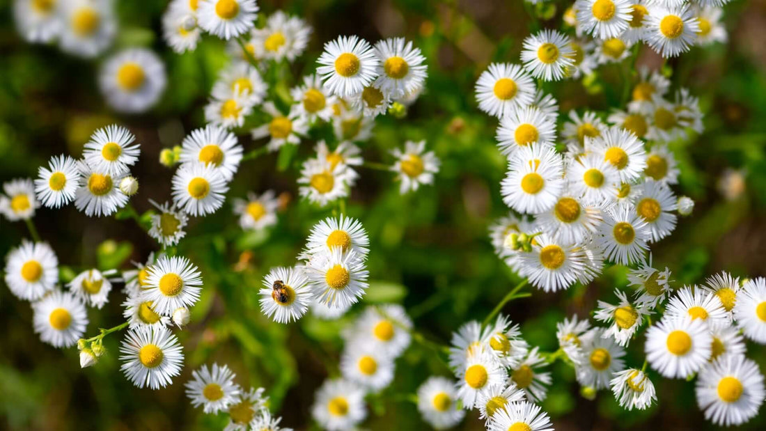 Cluster of delicate Fleabane Daisy flowers with white petals and yellow centers