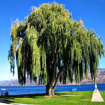 Lush green weeping willow tree by serene blue lake, clear sky