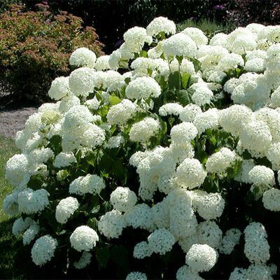 Snow Hill white hydrangea bush with lush dense clusters and green foliage