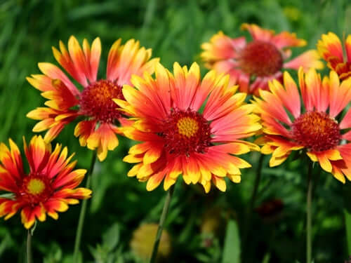 Vibrant blanket flower blooms with orange-yellow petals and red centers in green field