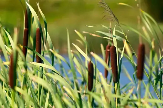 Brown cylindrical cattails rise from green reeds by water in native ecosystem
