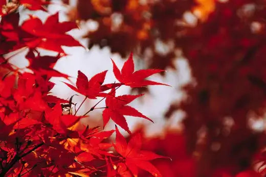 Vibrant red maple leaves with serrated edges and veins on red maple tree