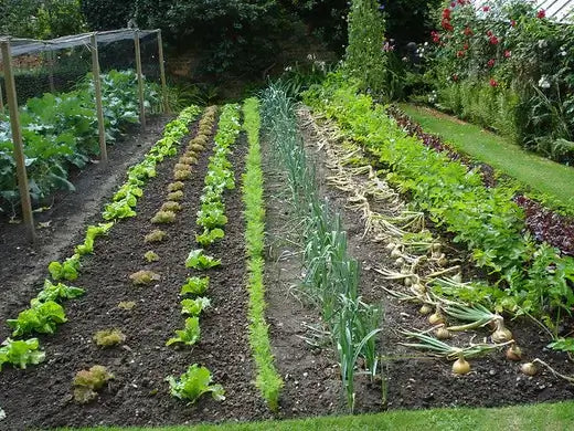 Rows of green lettuce and onions in vegetable garden bed