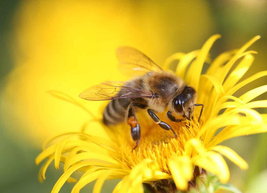 Honeybee with fuzzy brown and black stripes on yellow flower in pollination