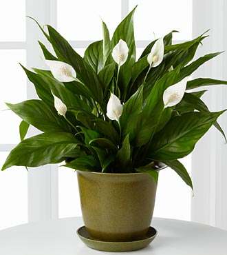 Best Houseplants for Clean Air | Information - TN Nursery