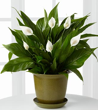 Lush green peace lily with white spathes in olive pot for clean air