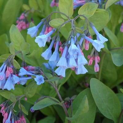 Bluebell plant from TN Nursery