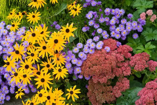 Best Perennials for Your Garden | Information - TN Nursery