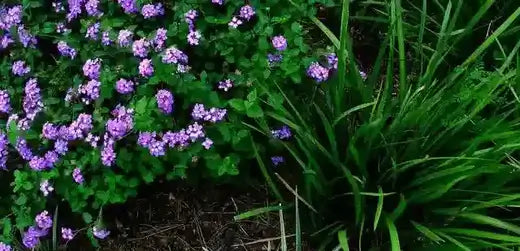 Best Shade Perennials For Your Garden - TN Nursery