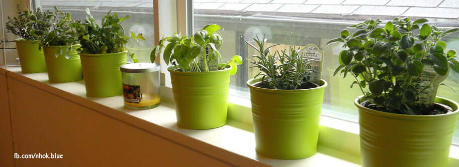 Vibrant lime-green pots with fresh organic herbs for beginner garden