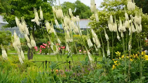 Black Cohosh And Menopause - TN Nursery