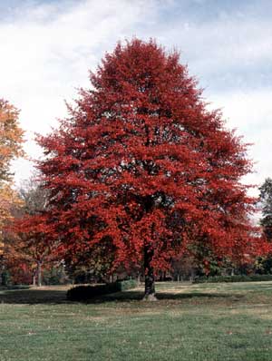 Black Gum Tree - TN Nursery